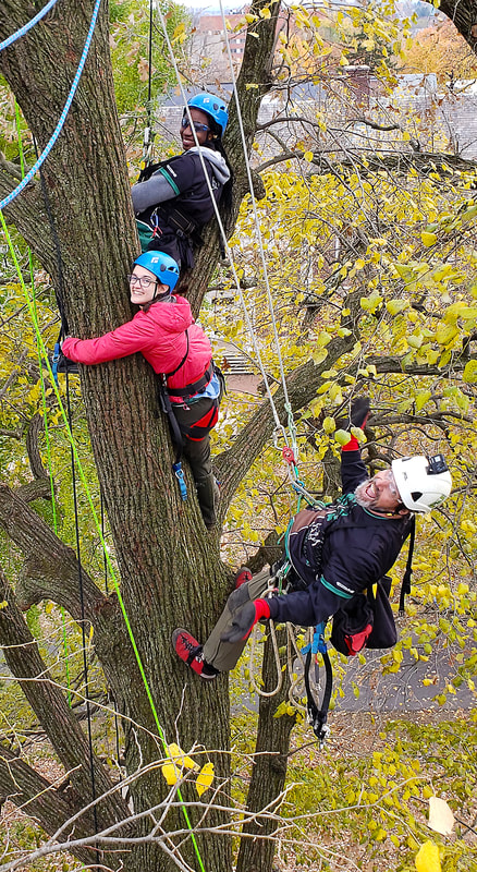 On the Rise : Take to the canopy with the burgeoning sport of tree climbing